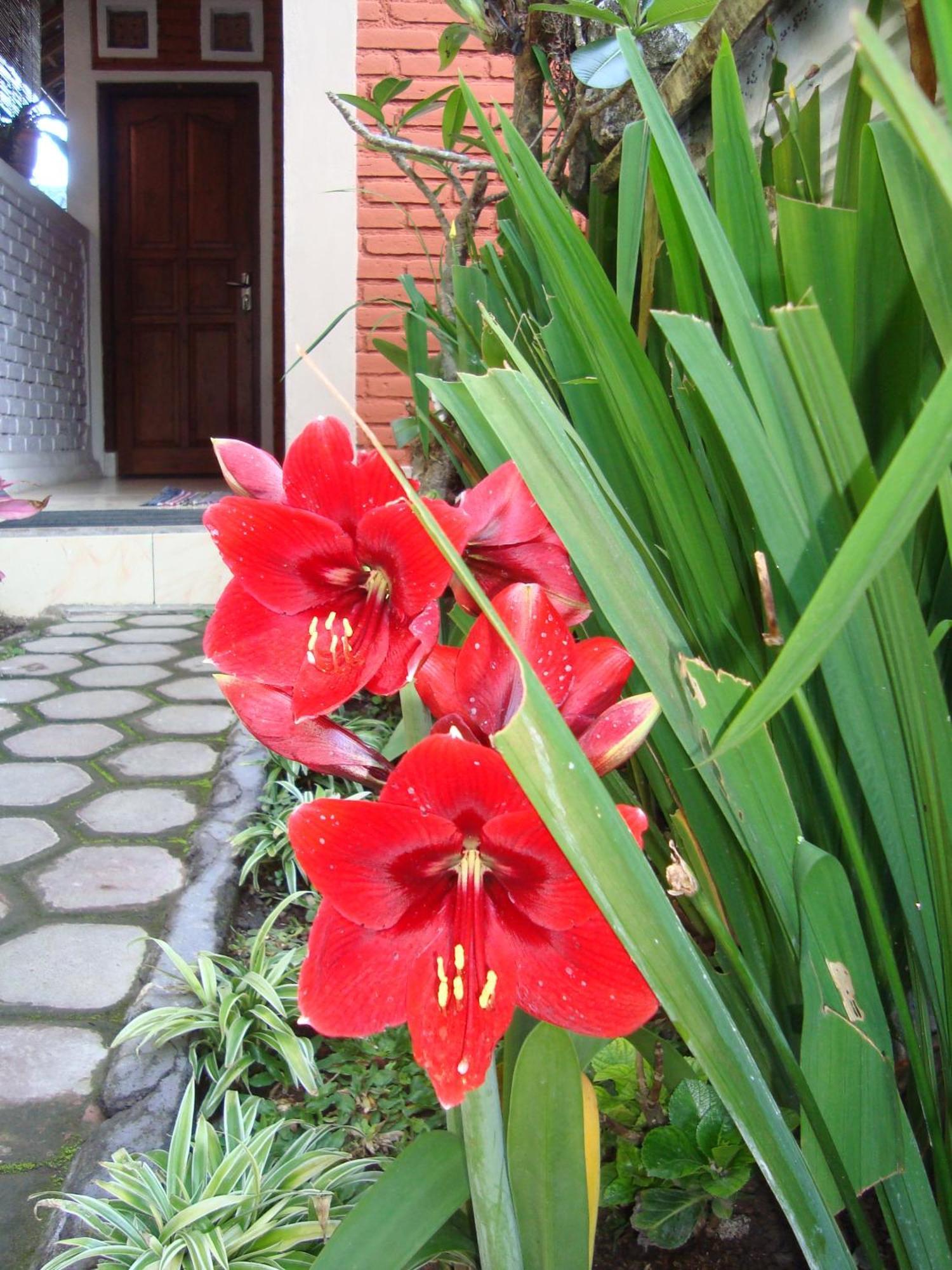 Taman Ayu Homestay Munduk Mitra Reddoorz מראה חיצוני תמונה